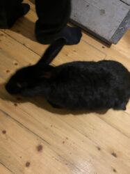 купить хорька в баку: Satılır