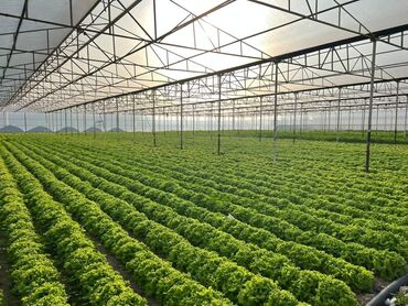 Torpaq sahələrinin satışı: 12 sot, Kənd təsərrüfatı, Barter mümkündür, Kupça (Çıxarış)