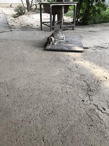 ориентальные кошки: Котёнок серый полосатый - Порода: домашняя короткошёрстная (серый — 3