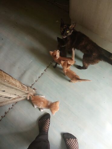 отдам кота я его боюсь: Кошка даром: Беспородная, Девочка