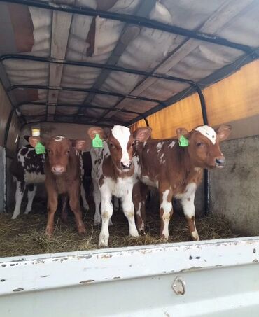 Dana, buzov: Dana, buzov, Dişi, Simental, ay: 1, Damazlıq, Ətlik, Rayonlara çatdırılma, Pulsuz çatdırılma, Ödənişli çatdırılma — 4