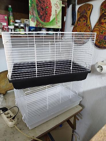 Крысы: Продам маленьких крысят Дамбо декоративные рексы ручные домашние. Есть — 16