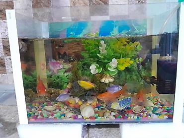 baliq akvarium: Akvarium icinde 20 den cox tam saglam bahali boyuk ve kicik olcude — 1
