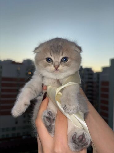 Pişiklər: Britaniya və Scottish və digər növlərin bala pişikləri var. Qiymətləri — 3