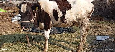 Коровы, быки: Продаю | Тёлка | Для разведения | Нетель — 4