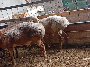 Продам с/х животных: Продаю | Баран (самец) | Для разведения | Племенные — 2