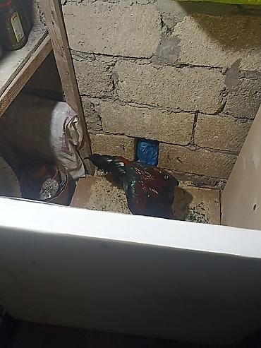 heyrat: Salam May becəsdi heyvana söz yoxdu istəyən gətirib taynı yoxlaya — 2
