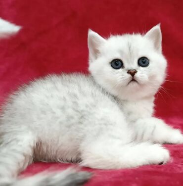 продаю девочки: Продается Шотландские котята Скоттиш Страйт Серебристая шиншилла !