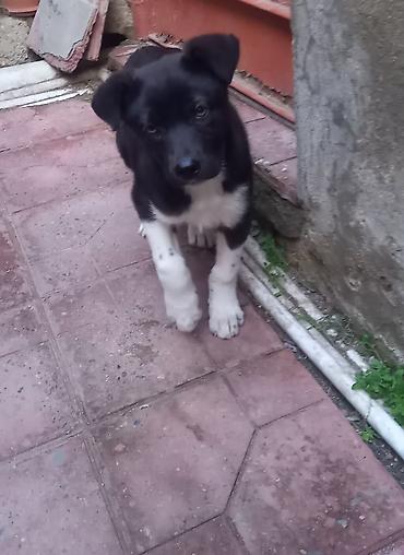 balaca cins itler: Etibarli ellere verilir. aqilli ve oynaqandir korpedir — 2