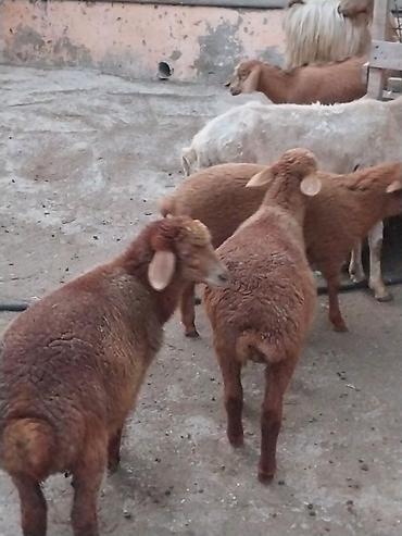 Qoyunlar, qoçlar: Damazlığ ana bala qoyunlar satılır. Balaların biri dişi, ikisi — 3