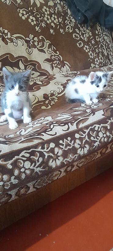 Sevimli balaca pişiklər - Rəngləri: ağ-boz, ağ-qara və ağ-boz-qarışıq