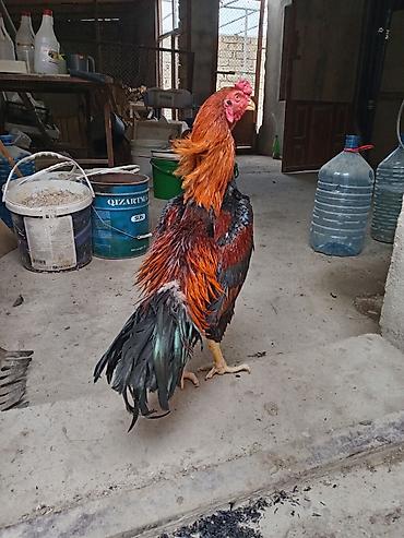 keci balasi satilir: Xoruz, Heyratı, il: <1, Ünvandan götürmə — 4
