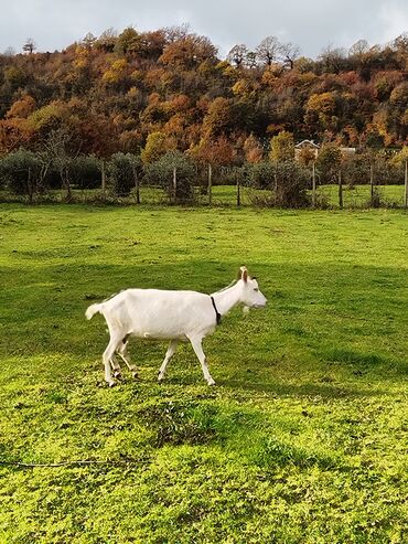 Keçi, çəpiş: Sanen keçiləri satılır. Çəkilisdə heç bir effekt istifadə edilməyib — 13