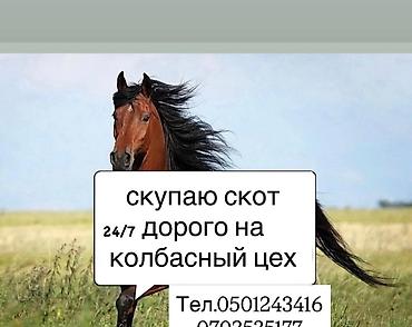 живой корм: Берём скот на колбасный цех| коров быков телок лошадей на вынужденный — 1