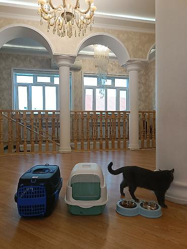 pişik yemekleri: Britan, Erkək, Yaxşı əllərə, Ünvandan götürmə — 3
