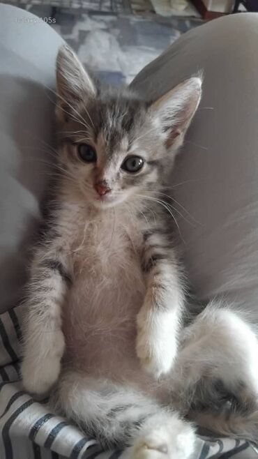 отдам котенка в добрые руки: Кошка даром: Беспородная, 2 месяца, Девочка, Приучена к лотку