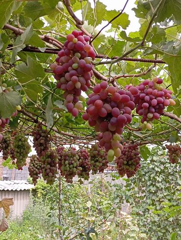 продаю кукурузы: Виноград Оптом, Самовывоз