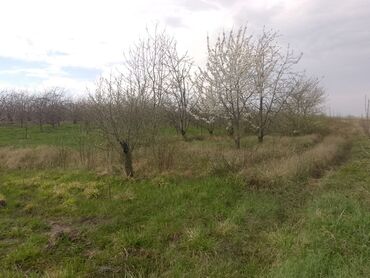 Torpaq sahələrinin satışı: Kənd təsərrüfatı — 21