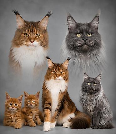 Продажа кошек: 🐾🐈Предлагаются к ранней брони очаровательные котята мейн-кун — 1