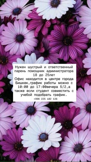 Администраторы: Требуется помощник оператора со знанием офисной работы, способный — 18