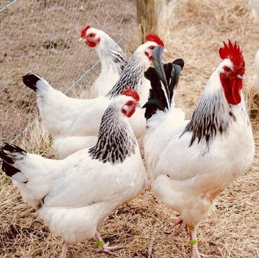 адлерские цыплята: Продаю | Инкубационные яйца | Для разведения
