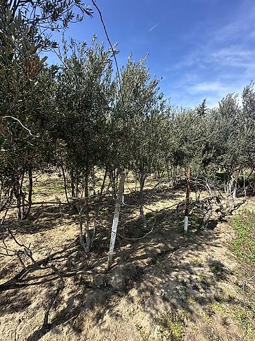 goradil: 12 sot, Tikinti, Maklerlər narahat etməsin, Texniki pasport — 6