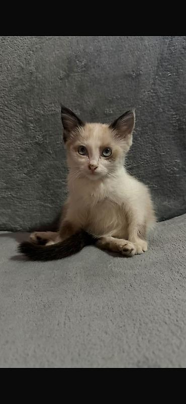 Мышыктар: Отдаю бесплатно котят в добрые руки 
Котятам 2-3 месяца — 2