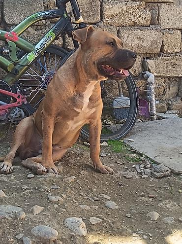 it sort: Pitbul, 2 il, Erkək — 3