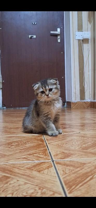 heyvan pişik: Boz tüklü balaca pişik bala - Rəng: açıq boz (bürünc alt tonlu) — 6