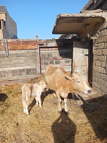 inək: Ana bala ikisi birlikte satilir.2ci qarinadi. gunde 8 litr sud — 2