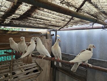 попугай корелла: Предлагаются голуби преимущественно белого оперения с различными