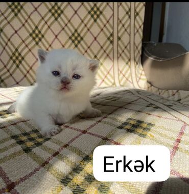 Pişiklər: Şotland yastı qulaq, Erkək, Dişi — 9