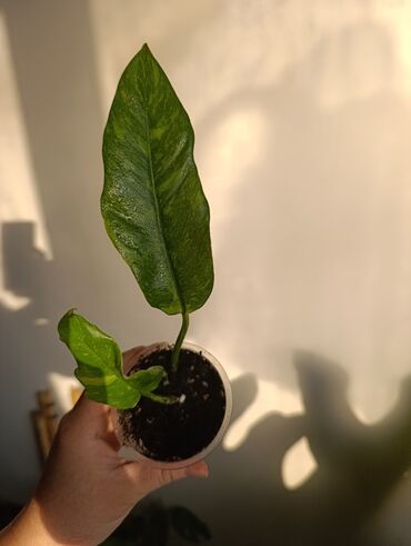 Эпипремнумы и сциндапсусы: Продаю. детки, черенки комнатных растений по 100 сом. Сциндапсус-пакет — 9