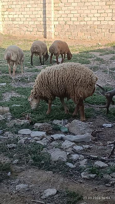 sort qoyunlar: Quyruqlu ətlik qoyunlar – sürü halında - Cins tipi: yerli quyruqlu — 9