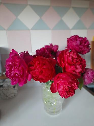 малинова: Продаются корни пионов разного цвета  — 4