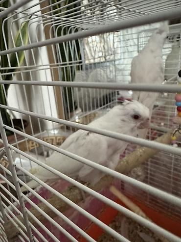 ucuz quslar: Yanaqsiz albinos korella balalar, tam sağlamdılar — 3
