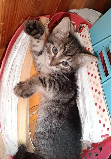 bala pişik ucuz: Котенок в добрые руки. Всего 4 котенка .3 мальчикаодна девочка — 2