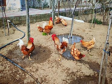 avstrolop yumurtasi: Toyuq, Yumurtalıq, Ünvandan götürmə — 9