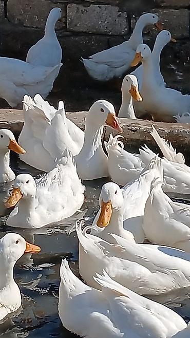 Kənd təsərrüfatı quşları: Məhsul: Ağ ördəklər (təsərrüfat heyvanları) Təsvir: - Ağ lələklər — 6