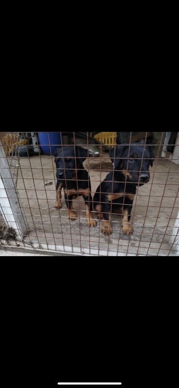 купить американского бульдога: Ягдтерьер, 3 месяца, Самец