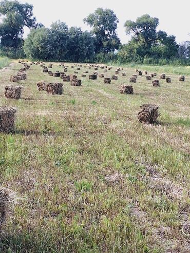 Продажа участков: 150 соток, Для сельского хозяйства, Тех паспорт