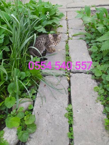 Отдам даром кошку: Кошка даром: Беспородная, 1 месяц, Мальчик, Приучена к лотку