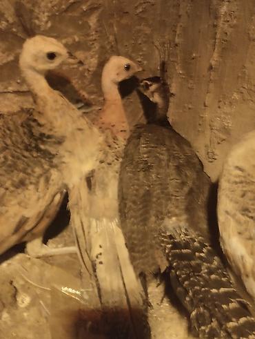 ov quşları: Tovuz quşu balası (paun cücəsi) - Növ: Tovuz quşu (peafowl) – gənc — 8