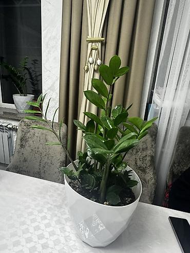 Үй жана бакча: 🌿 Роскошный крупный замиокулькас в стильном белом кашпо - настоящее — 5