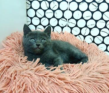 Продажа кошек: Скотиш Страйт (Шотландская прямоухая), 2 месяца, Девочка, Голубой — 1