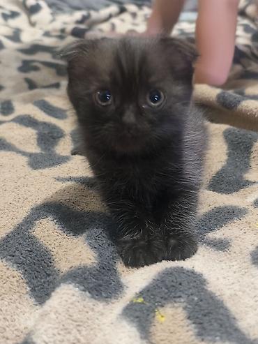 животные купить: Шотландские вислоухие котята (Scottish Fold) - Окрас: один голубой — 3