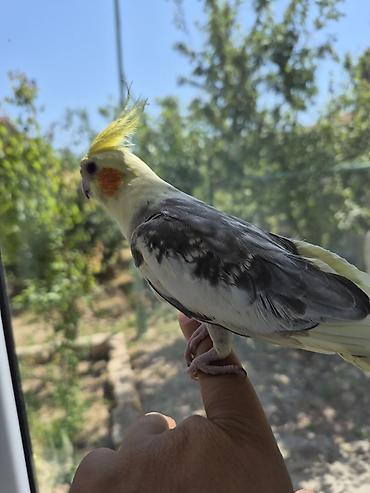 bala tutuquşu: 9 aylıq qızğın erkək .ünvan Buzovna yolu.Koroğluya çatdırılma 2azn. - — 1