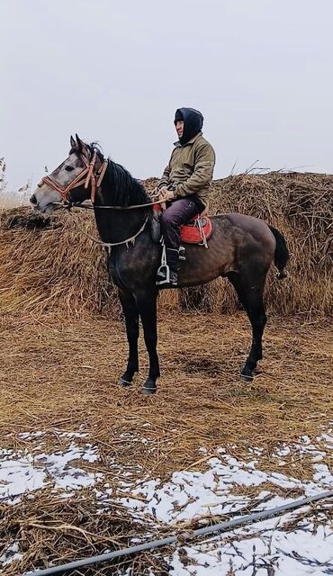 жеребец на забой: Продаю | Жеребец, Конь (самец) | Дончак, Першерон, Полукровка | Рабочий, Для разведения, Конный спорт | Осеменитель, Племенные