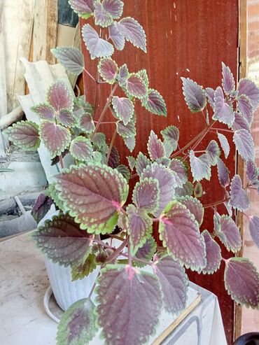 аквариумные растения: Декоративный комнатный колеус (Coleus) в горшке. - Яркая листва