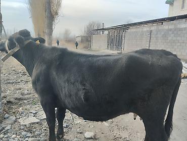 Коровы, быки: Продаю | Корова (самка) | Для молока | Привязанные — 3